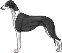 Black Irish Smooth Saluki