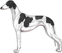 Black Parti Smooth Saluki