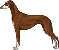 Chocolate & Silver Smooth Saluki