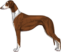 Chocolate & Silver Irish Smooth Saluki