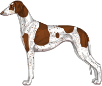 Chocolate & Silver Parti Smooth Saluki