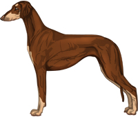 Chocolate & Tan Smooth Saluki