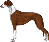 Chocolate and Tan Irish Smooth Saluki