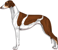 Chocolate and Tan Parti Smooth Saluki