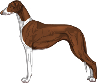 Chocolate Irish Smooth Saluki