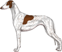 Chocolate Parti Smooth Saluki