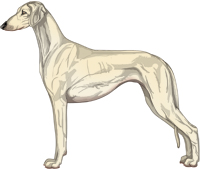 Cream Smooth Saluki