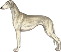 Cream Grizzle Smooth Saluki