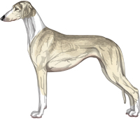 Cream Grizzle Irish Smooth Saluki