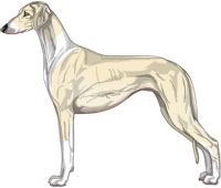 Cream Irish Smooth Saluki