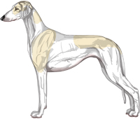 Cream Parti Smooth Saluki