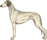 Cream Sable Smooth Saluki