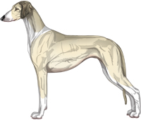 Cream Sable Irish Smooth Saluki