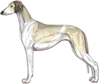 Cream Sable Parti Smooth Saluki