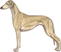 Fawn Smooth Saluki