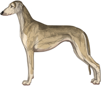 Fawn Grizzle Smooth Saluki