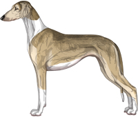 Fawn Grizzle Irish Smooth Saluki