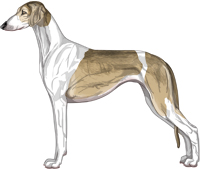 Fawn Grizzle Parti Smooth Saluki