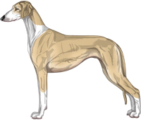 Fawn Irish Smooth Saluki