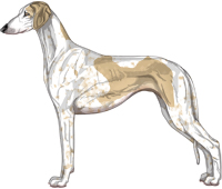 Fawn Parti Smooth Saluki