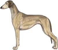 Fawn Sable Smooth Saluki