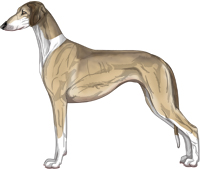 Fawn Sable Irish Smooth Saluki