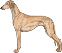 Golden Smooth Saluki