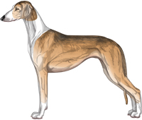 Golden Grizzle Irish Smooth Saluki