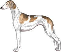 Golden Grizzle Parti Smooth Saluki