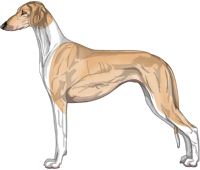 Golden Irish Smooth Saluki