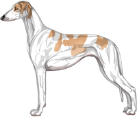 Golden Parti Smooth Saluki