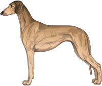 Golden Sable Smooth Saluki