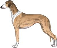 Golden Sable Irish Smooth Saluki