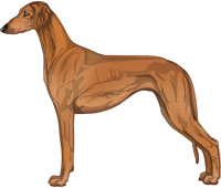 Red Smooth Saluki