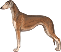 Red Grizzle Smooth Saluki