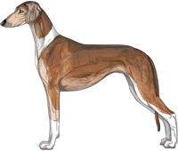 Red Grizzle Irish Smooth Saluki