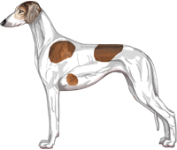 Red Grizzle Parti Smooth Saluki