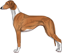 Red Irish Smooth Saluki