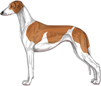 Red Parti Smooth Saluki