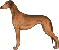 Red Sable Smooth Saluki