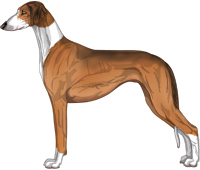 Red Sable Irish Smooth Saluki