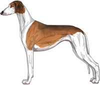 Red Sable Parti Smooth Saluki