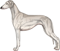 Silver Smooth Saluki