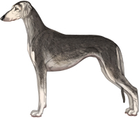 Silver Grizzle Smooth Saluki