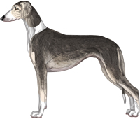 Silver Grizzle Irish Smooth Saluki