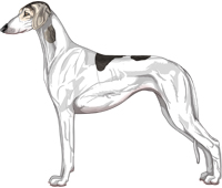 Silver Grizzle Parti Smooth Saluki