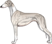 Silver Irish Smooth Saluki