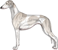 Silver Parti Smooth Saluki