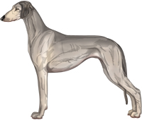 Silver Sable Smooth Saluki