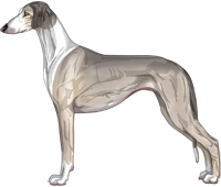 Silver Sable Irish Smooth Saluki